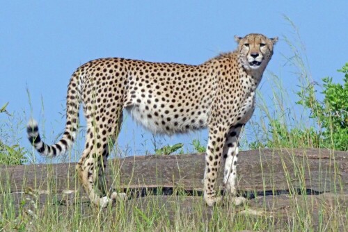 gepard-29420.jpeg