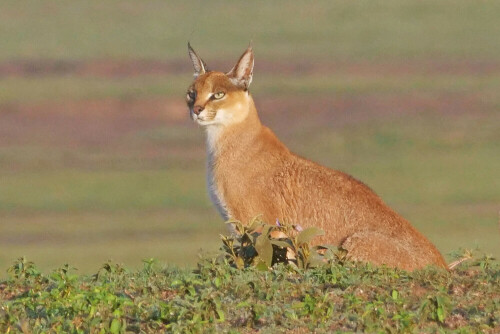 

Aufnameort: tansania ngorongoro
