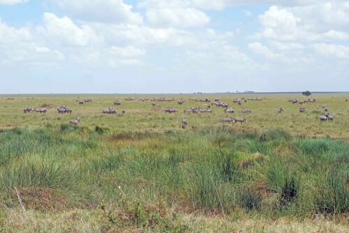 serengeti-2-29418.jpeg