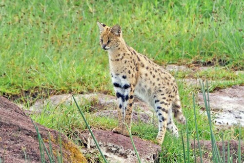 serval-29424.jpeg