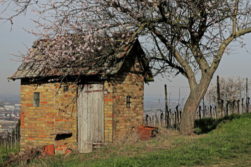 Weinberghäusel mit Mandelbaum

Aufnameort: Heppenheim
Kamera: Canon EOS 60D