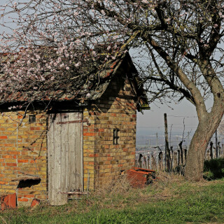 weinberghausel-mit-mandelbaum-29412