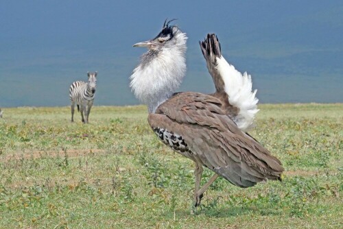 

Aufnameort: tansania ngorongoro
