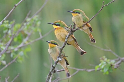 

Aufnameort: tansania serengeti
