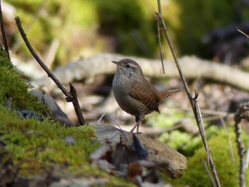 

Aufnameort: Triesdorf im Wald
Kamera: Panasonic Lumix FZ 330