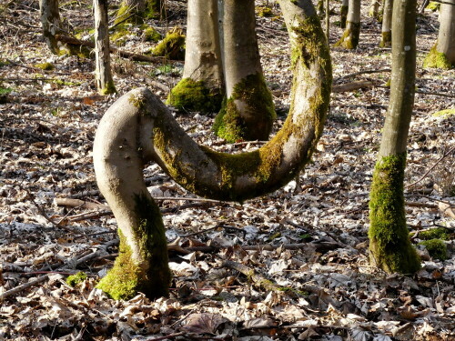 

Aufnameort: Triesdorf im Wald
Kamera: Panasonic Lumix FZ 330