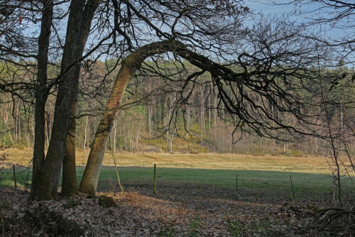 Eiche in einem NSG

Aufnameort: Odenwald
Kamera: Canon EOS 60D