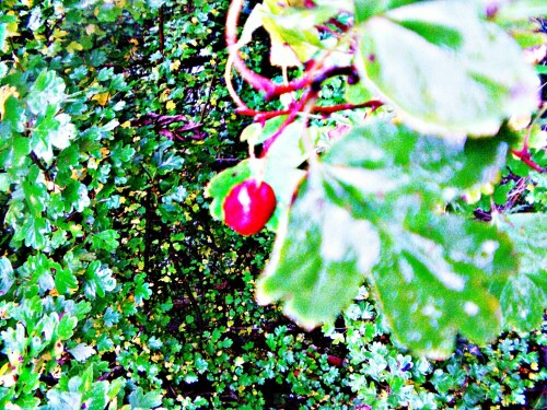 Der Eingriffelige Weißdorn(Crataegus monogyna(Jacq.)) gehört zur 
Unterfamilie der Kernobstgewächse(Pyrinae) sowie zu den Rosengewächsen(Roaaceae).
https://de.wikipedia.org/wiki/Eingriffeliger_Wei%C3%9Fdorn

Aufnameort: Eiershausen Lei Straßenböschung
Kamera: Canon EOS 1300D