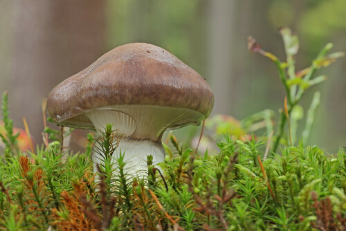 Kuhmaul, Gomphidius glutinosus

Aufnameort: Odenwald
Kamera: Canon EOS 60D