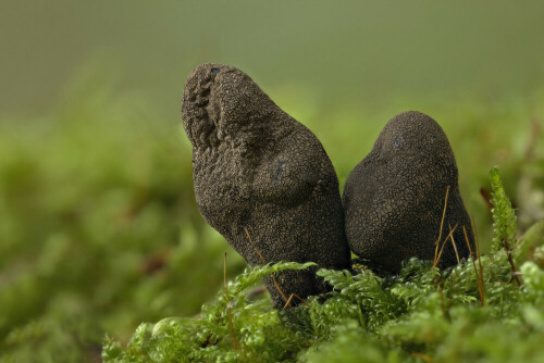 Vielgestaltige Holzkeule, Xylaria polymorpha



Aufnameort: Odenwald
Kamera: Canon EOS 60D