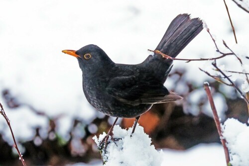 amsel-im-schnee-29469.jpeg