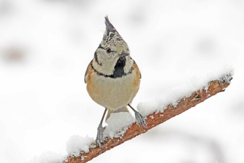 haubenmeise-im-schnee-29472.jpeg