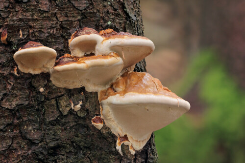 Rotrandiger Baumschwamm, Fomitopsis pinicola



Aufnameort: Odenwald
Kamera: Canon EOS 60D