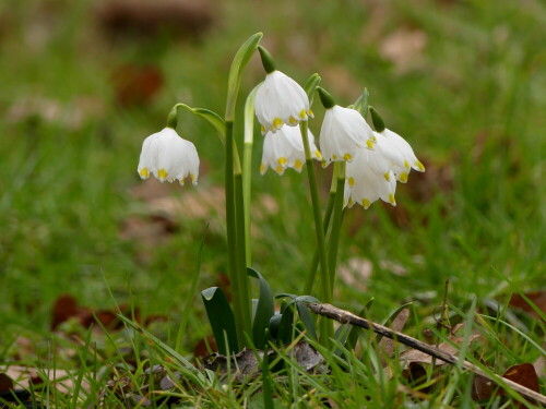 marzenbecher-fruhlingsknotenblume-29487.jpeg