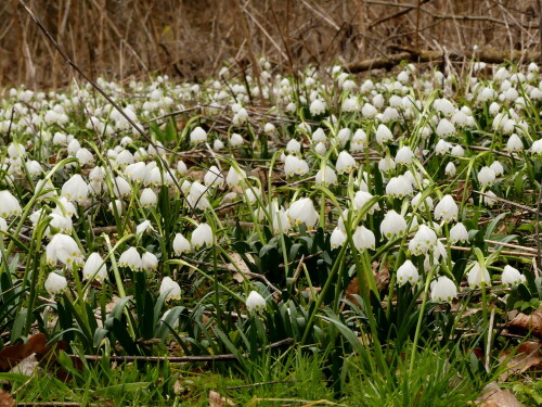 marzenbecher-fruhlingsknotenblume-29489.jpeg