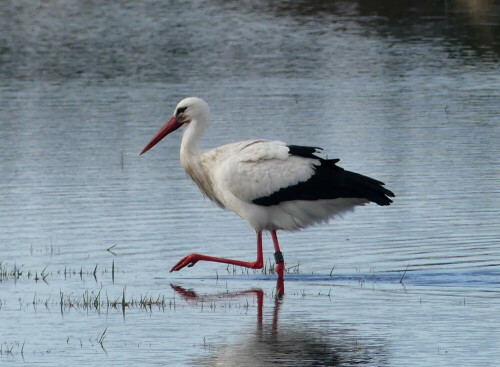 storch-beim-kneipen-29506.jpeg