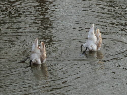 Köpfchen in das Wasser - Schwänzchen in die Höh!

Aufnameort: Donau bei Donaustetten
Kamera: Panasonic Lumix TZ 71