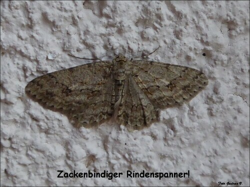 Zackenbindiger Rindenspanner - seit 3 Tagen an unserer Hauswand.

Aufnameort: Wiblingen Ravensburger Straß4
Kamera: Panasonic Lumix TZ 72