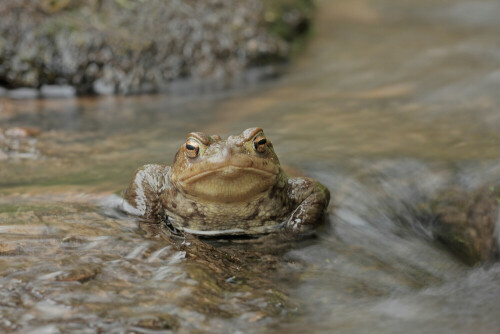 Erdkröte auf Wanderung

Aufnameort: Odenwald
Kamera: Canon EOS 60D