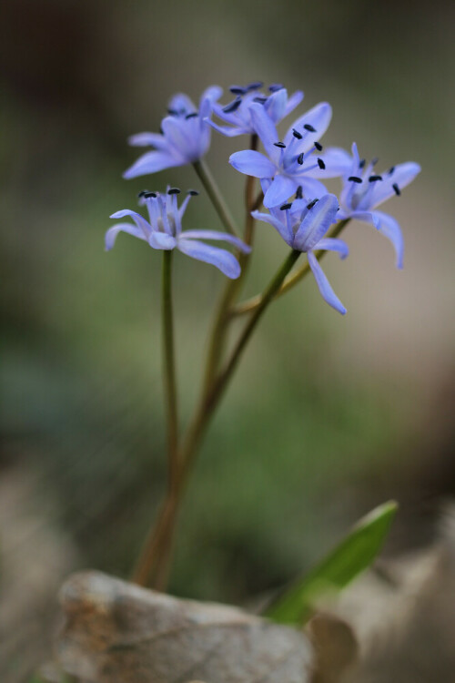 Zweiblättriger Blaustern

Aufnameort: Odenwald
Kamera: Canon EOS 60D