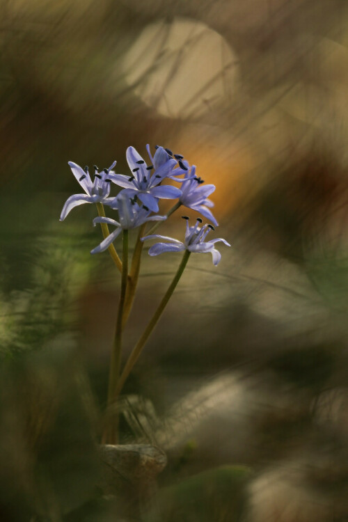 Zweiblättriger Blaustern


Aufnameort: Odenwald
Kamera: Canon EOS 60D