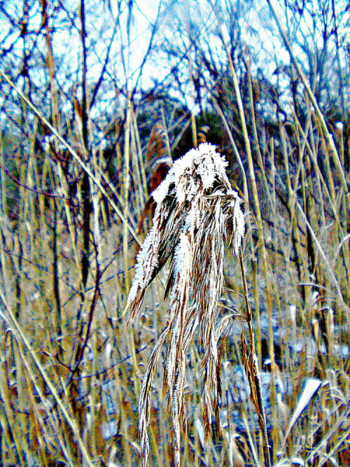 schilfrohr-phragmites-austriac-29538.jpeg