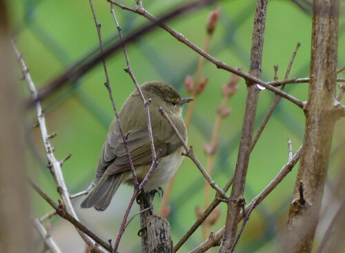 

Aufnameort: Weidenbach Weidenpark
Kamera: Panasonic Lumix FZ 330