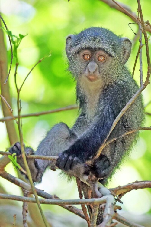 

Aufnameort: tansania arusha np
