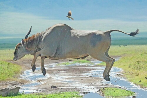 

Aufnameort: tansania ngorongoro
