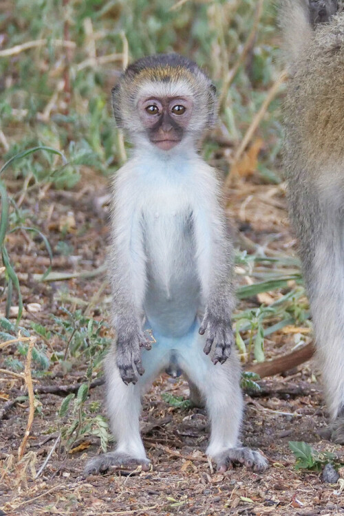 

Aufnameort: tansania tarangire np
