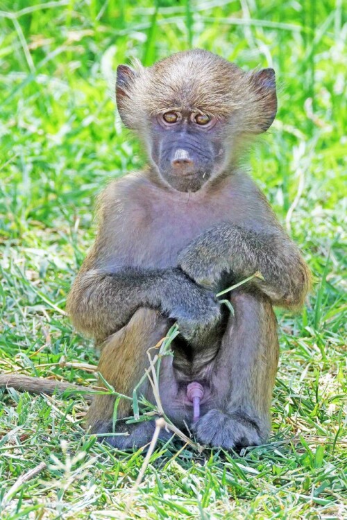 

Aufnameort: tansania lake manyara np
