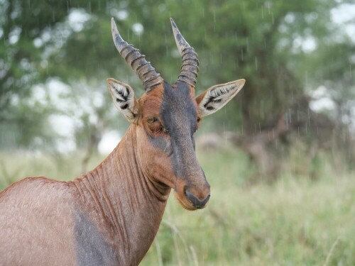 

Aufnameort: tansania serengeti
