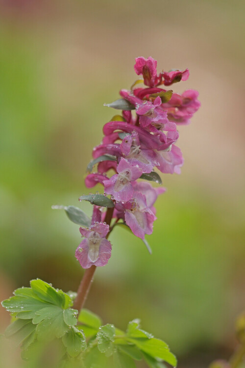 Hohler Lerchensporn, Corydalis cava



Aufnameort: Odenwald
Kamera: Canon EOS 60D