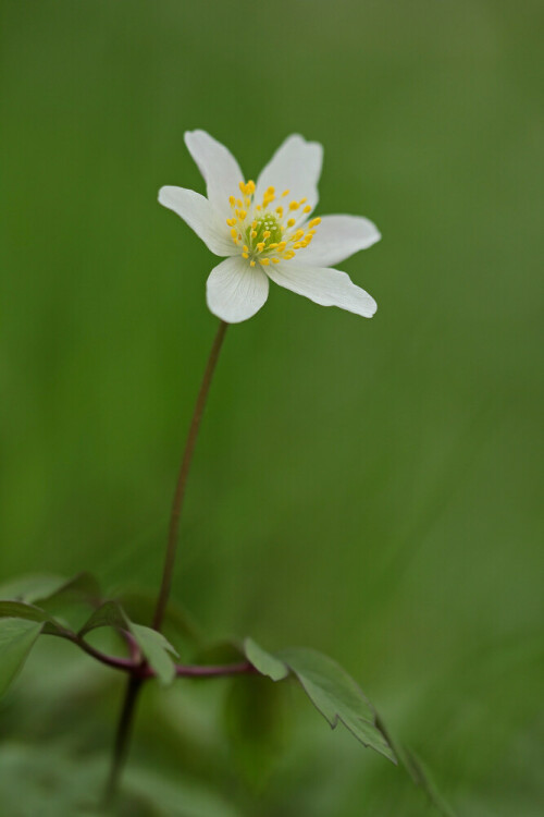 Buschwindröschen


Aufnameort: Odenwald
Kamera: Canon EOS 60D