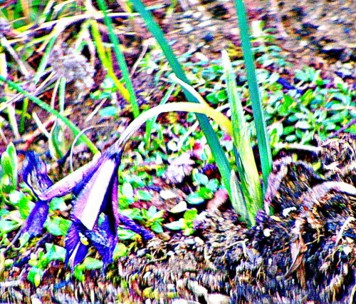 kleine-zwerg-schwertlilie-iris-29584.jpeg