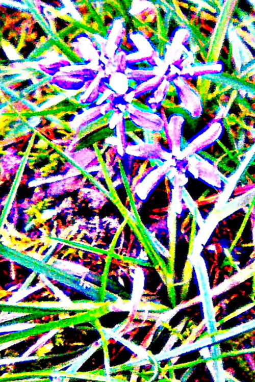 zweiblattrige-blausterne-scilla-bifolia-l-29583.jpeg