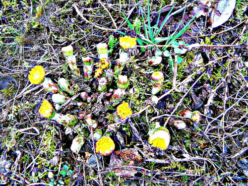 huflattich-tussilago-farfara-l-29586.jpeg