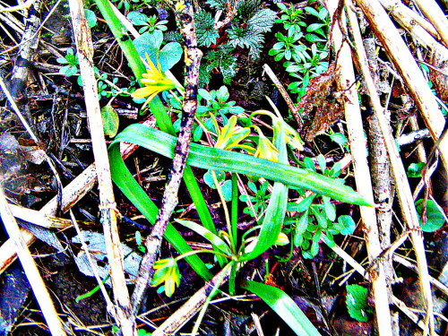 Das Scharbockskraut gehört zur Familie der Hahnenfußgewächse(Ranunculaceae).
https://de.wikipedia.org/wiki/Scharbockskraut

Aufnameort: Östlich des Lohmühlenweihers
Kamera: Medion Camcorder