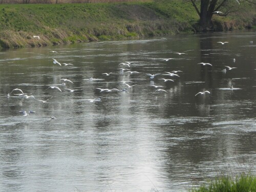 Wenn Fliegen fliegen, fliegen auch die Möwen!

Aufnameort: Donau - Donaustetten
Kamera: Panasonic TZ 71