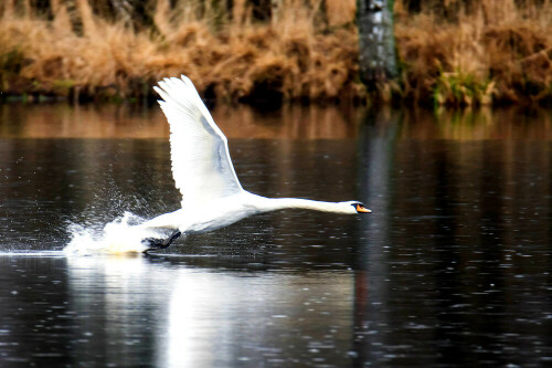 Schwan beim Abflug, diese Tiere entwickeln eine enorme Kraft, man hört und sieht es.

Aufnameort: NSG Heubachwiesen, Torfvennteich, Reken
Kamera: NIKON D500 und Tamron 150-600