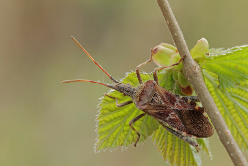 Amerikanische Zapfenwanze, Leptoglossus occidentalis



Aufnameort: Odenwald
Kamera: Canon EOS 60D