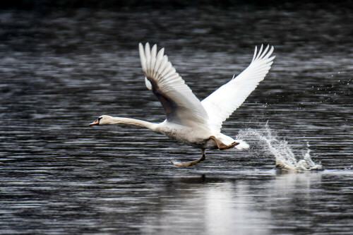 Schwan beim Start, es sieht so aus, als ob er übers Wasser läuft - was er ja auch eine Zeitlang tut.

Aufnameort: NSG Heubachwiesen, Torfvennteich, Reken
Kamera: NIKON D500 und Tamron 150-600