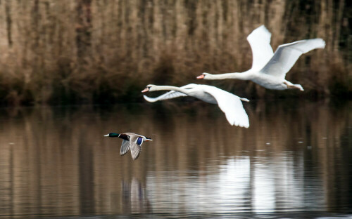 Es sieht nach einem Wettflug zwischen Stockente und Schwänen aus

Aufnameort: NSG Heubachwiesen, Torfvennteich, Reken
Kamera: NIKON D500 mit Tamron 150-600