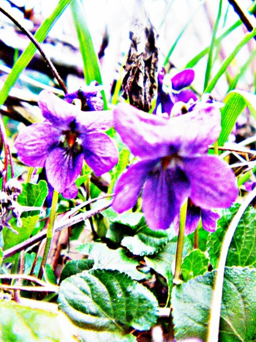 duftveilchen-viola-odorata-l-29599.jpeg