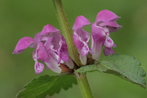 Gefleckte Taubnessel, Lamium maculatum
 


Aufnameort: Odenwald
Kamera: Canon EOS 60D