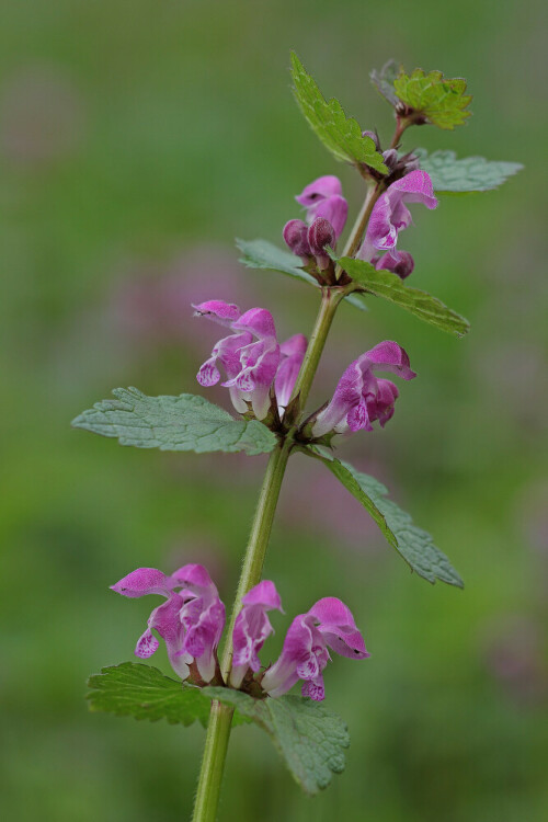 Gefleckte Taubnessel, Lamium maculatum



Aufnameort: Odenwald
Kamera: Canon EOS 60D