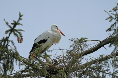 Weißstorch, Ciconia ciconia



Aufnameort: Hessisches Ried
Kamera: Canon EOS 7D