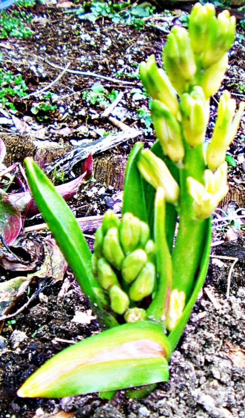 Die Gartenhyazinthen gehören auch zur Familie der Spargelgewächse(Asparagaceae).
Sie ist eine Zwiebelpflanze, die hier gelb blüht.
https://de.wikipedia.org/wiki/Gartenhyazinthe


Aufnameort: Eiershausen Garten
Kamera: Canon EOS 1300D