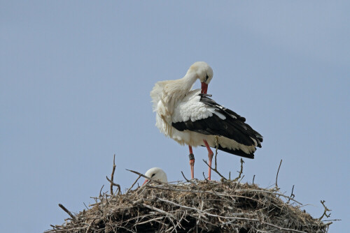 Weißstorch, Ciconia ciconia



Aufnameort: Hessisches Ried
Kamera: Canon EOS 7D