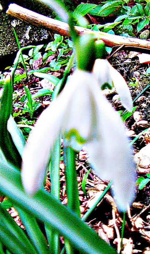 Das Kleine Schneeglöckchen gehört zur Familie der Amaryllisgewächsen(Amaryllidaceae).
https://de.wikipedia.org/wiki/Kleines_Schneegl%C3%B6ckchen

Aufnameort: Eiershausen Garten
Kamera: Canon EOS 1300D